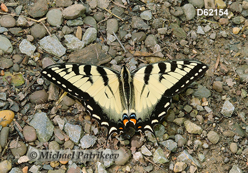 Eastern Tiger Swallowtail (Papilio glaucus)